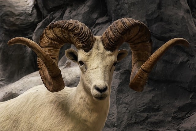 Ram