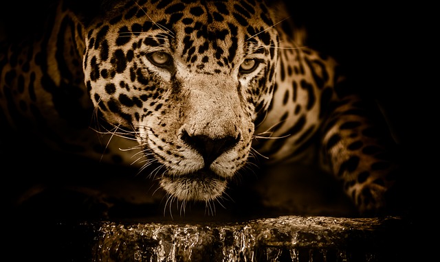 Jaguar
